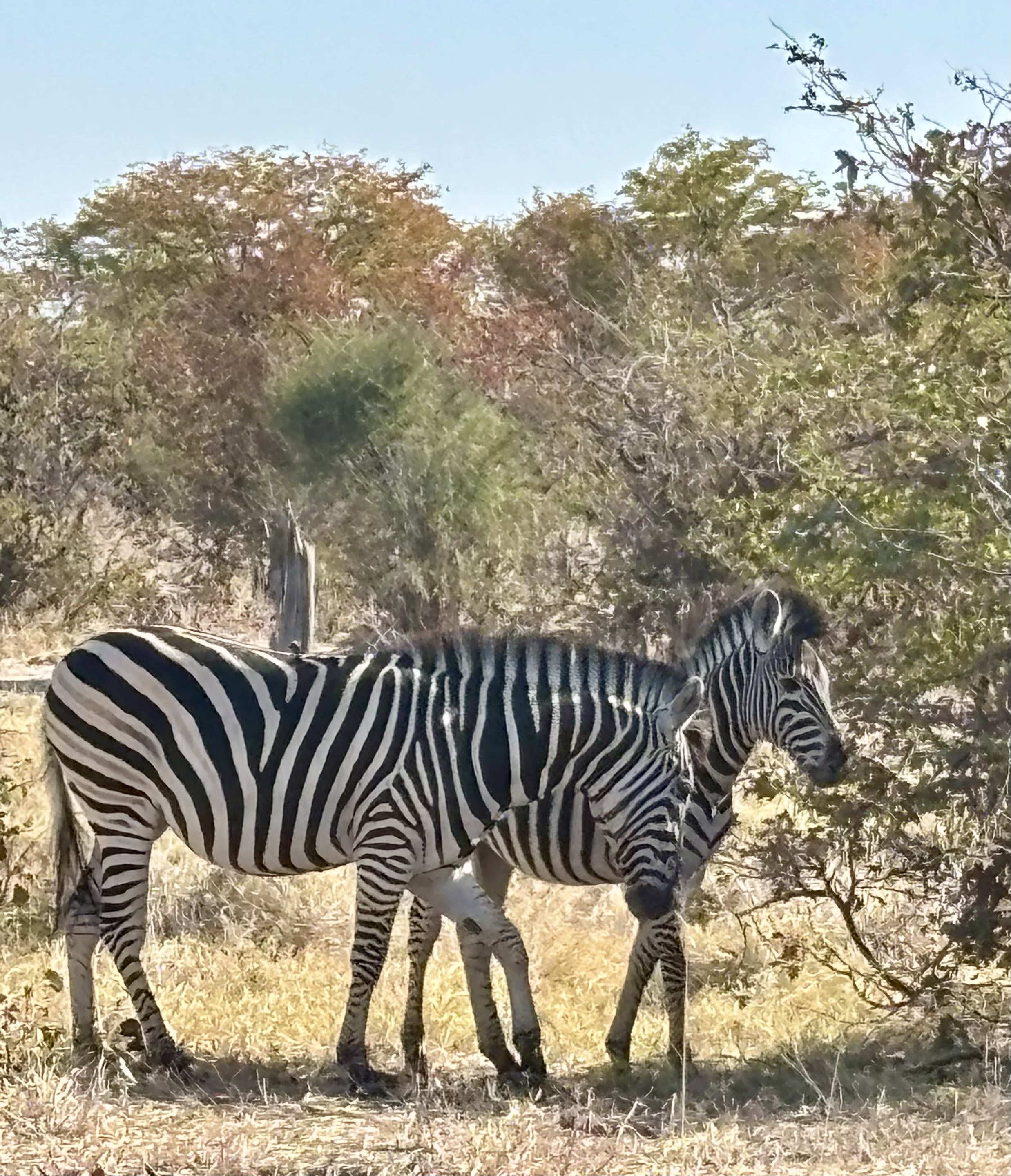 Botswana 2025