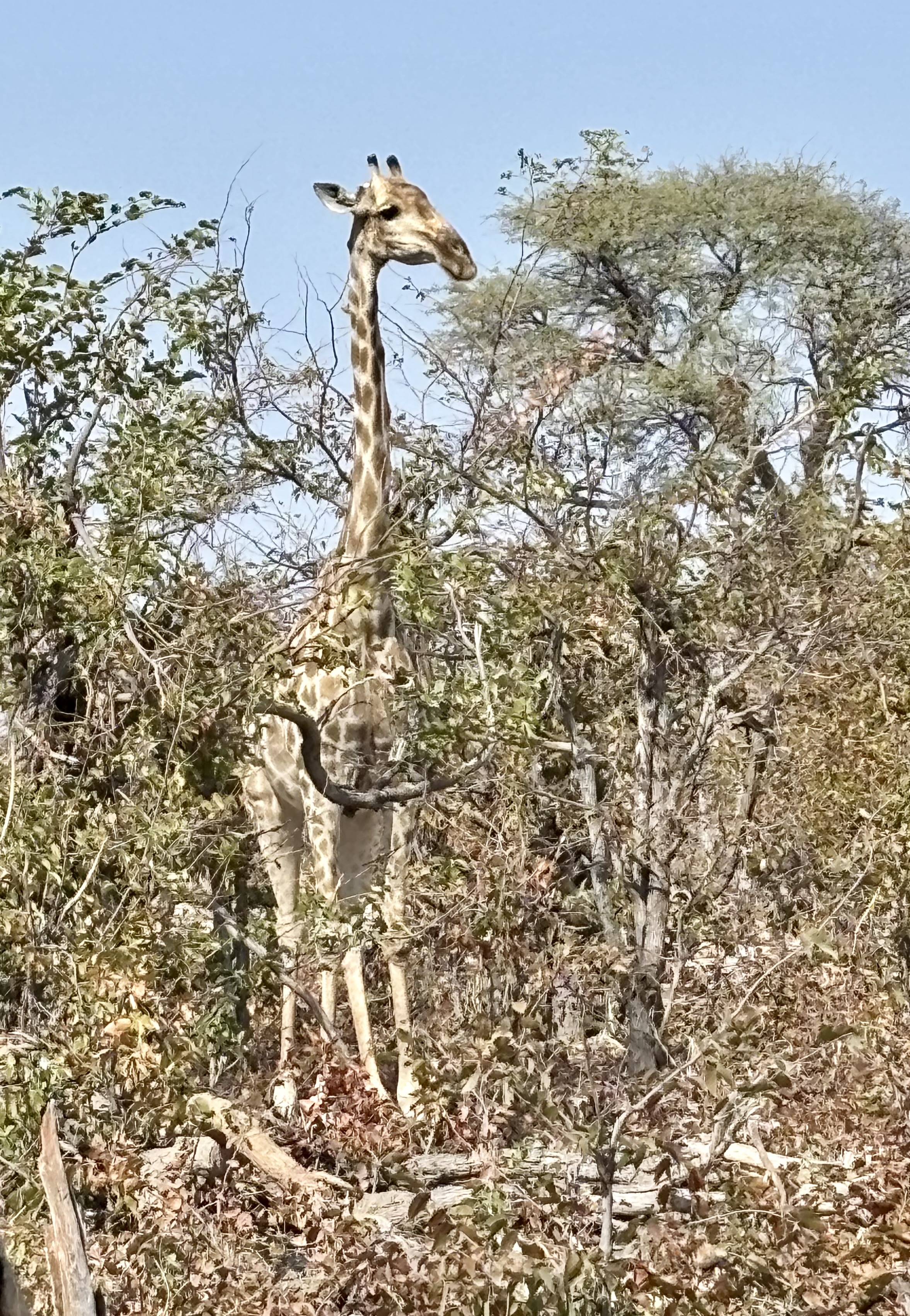 Botswana 2025