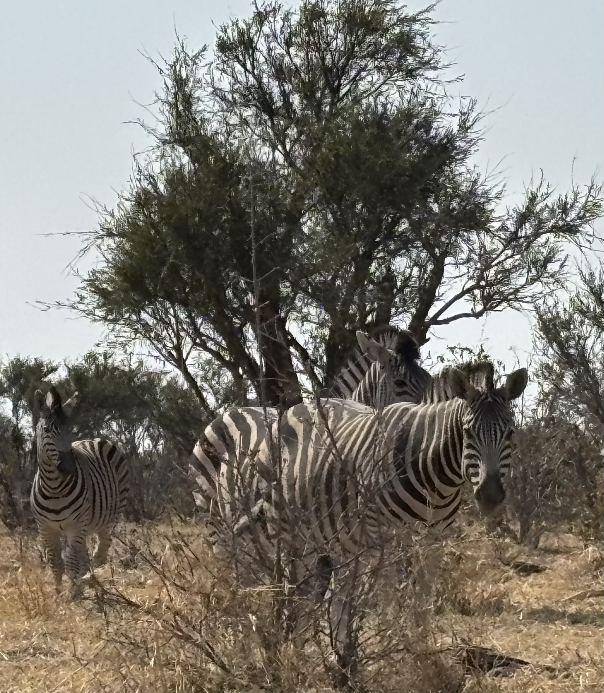 Botswana 2025