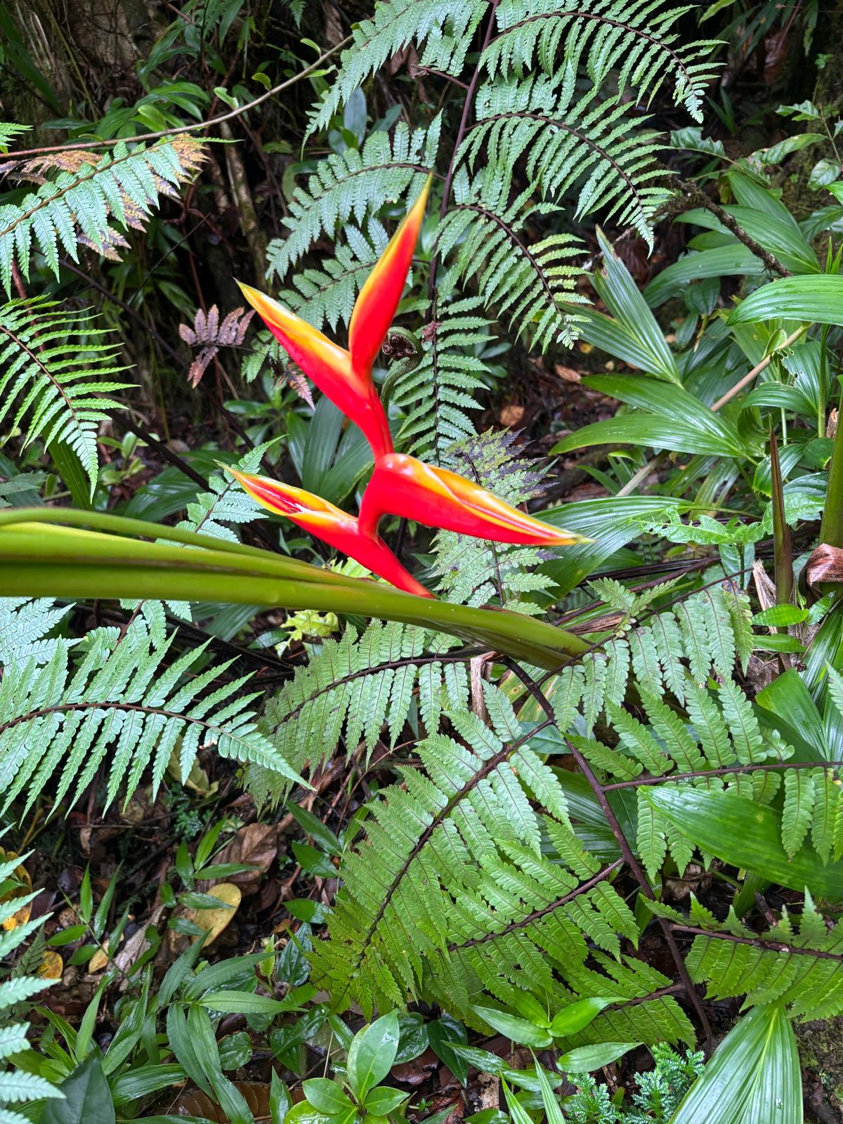 Guadeloupe + Terre de Bas 2026