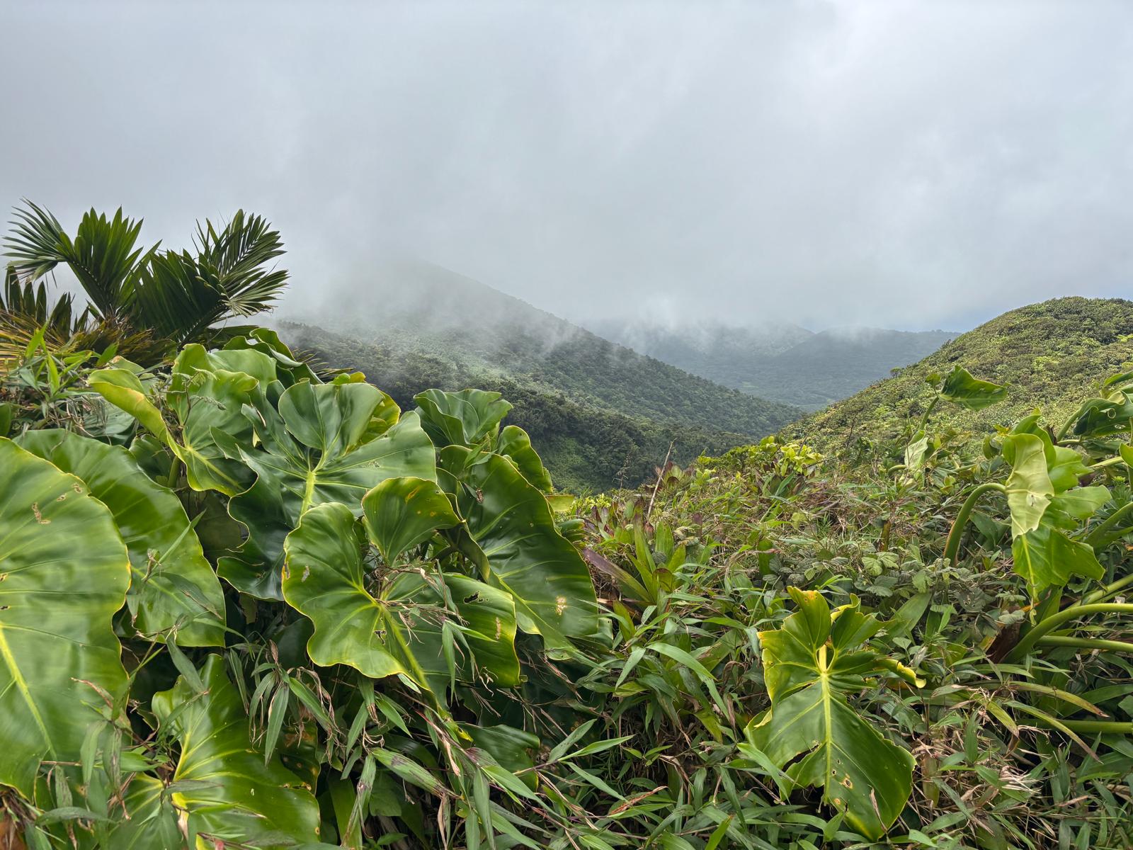 Guadeloupe + Terre de Bas 2026