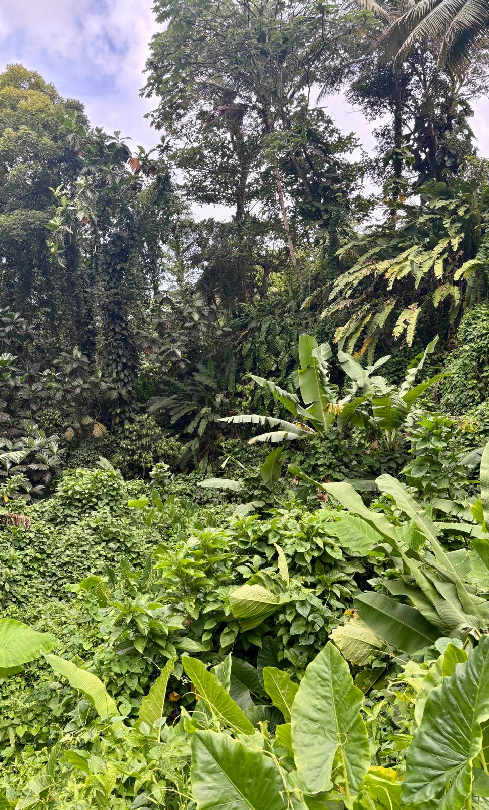 Guadeloupe + Terre de Bas 2026